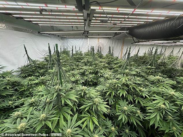 Is there an Albanian cannabis farm on YOUR street? Our six-month investigation identified HUNDREDS of illicit sites across the country... and most are in residential homes. This is how they do it
