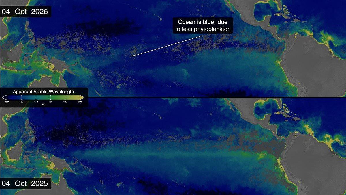 Super El Nino is changing the colour of the OCEAN: NASA says waters have become bluer as record-breaking temperatures wipe out marine life