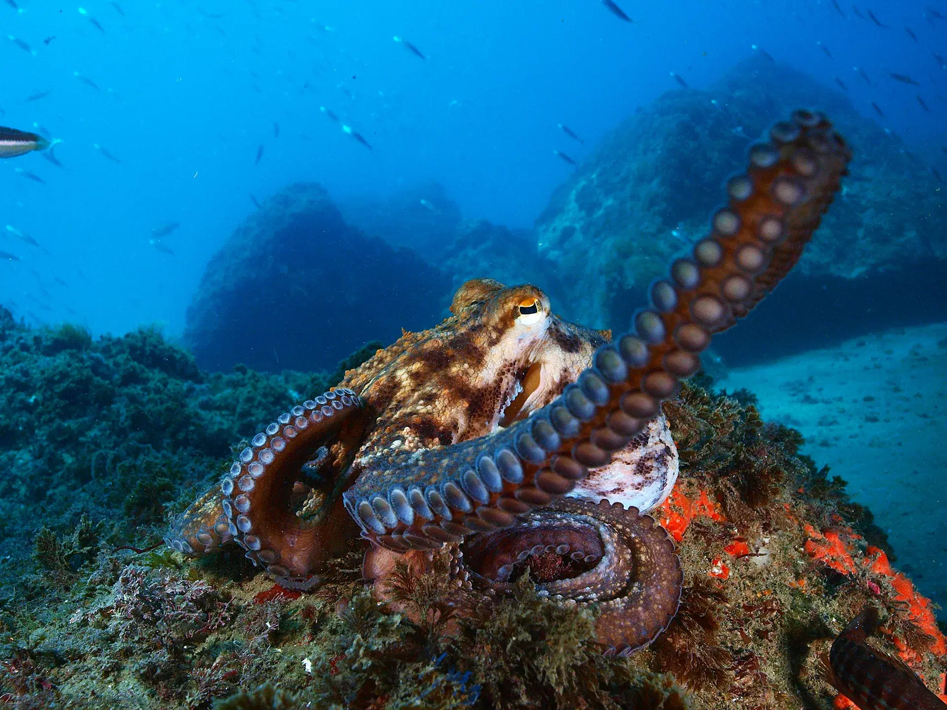 Spain has scrapped plans for the world's first octopus farm - why that matters