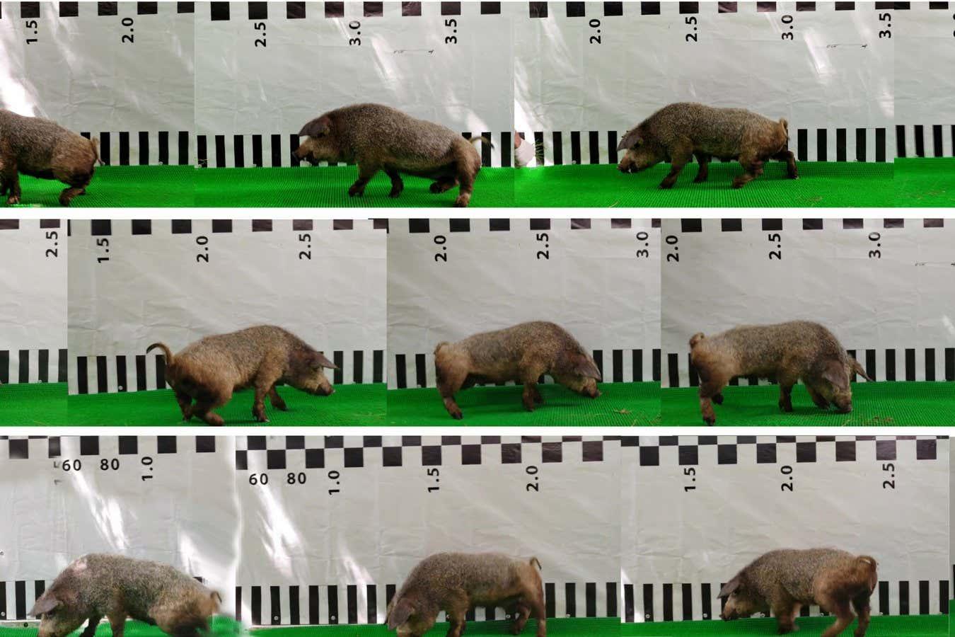 ‘Fusogenic’ neurosurgery let paralysed pigs walk again – are we next?